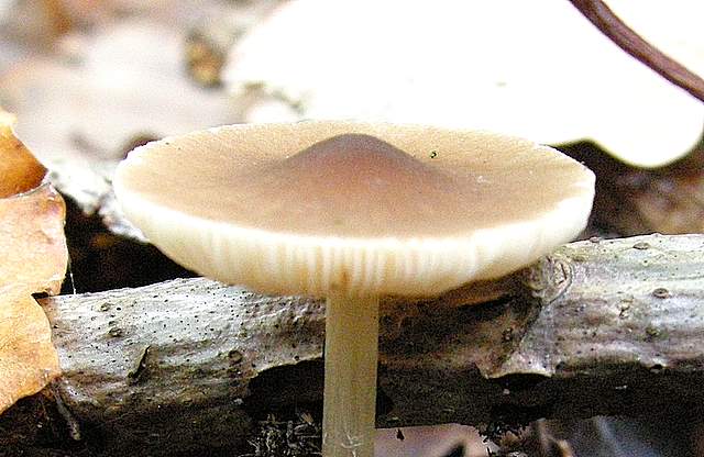 Pluteus mammifer  Romagnesi